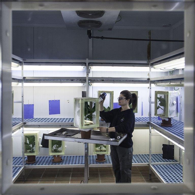 Sonata comprar españa