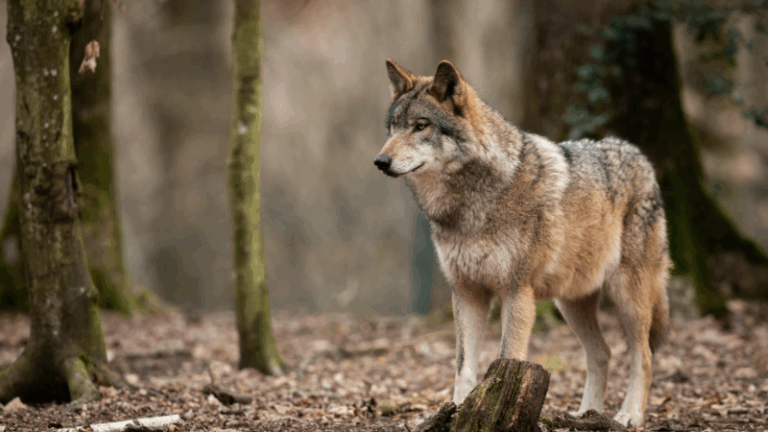 Patrimonio natural y de la biodiversidad. Lobo