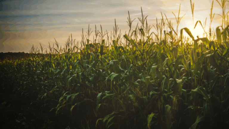 Las indemnizaciones del seguro agrario para los agricultores y ganaderos de Castilla y León ascienden a 83,8 millones de euros en 2024