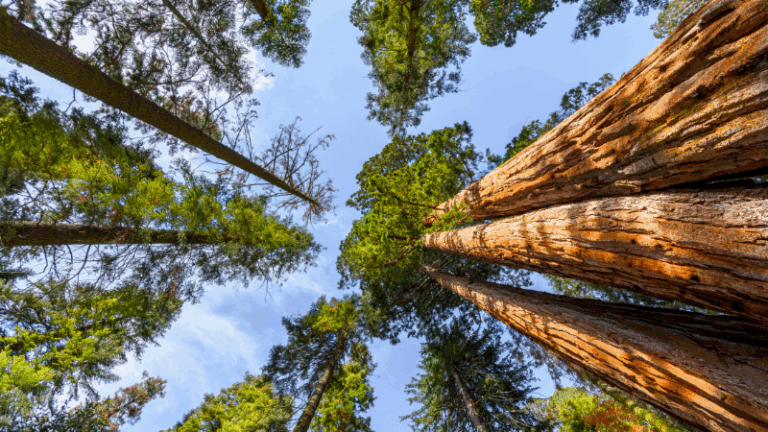Plan de Activación Socioeconómica del Sector Forestal