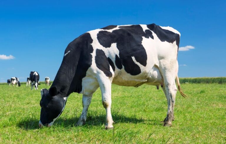 TIMAC AGRO obtiene la verificación en bienestar animal y mejores técnicas disponibles (MTDs) en PROSANEX 360 para todas las especies