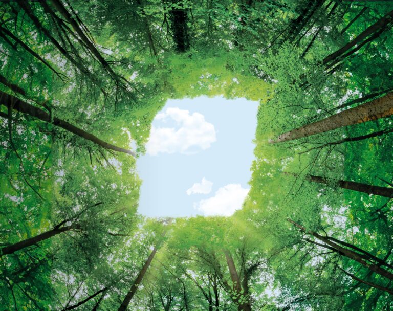 BKT da un paso más hacia la sostenibilidad y se convierte en miembro de la «Global Platform for Sustainable Rubber»