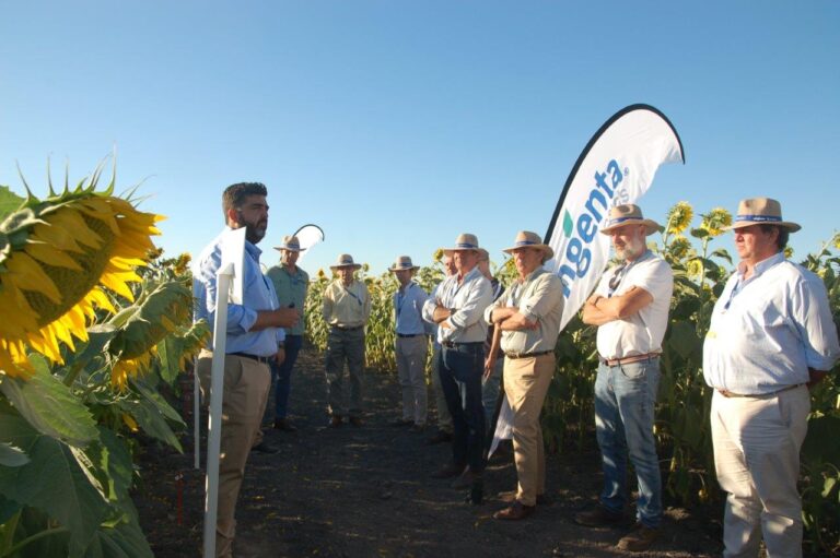 Syngenta lanza su nueva tecnología AIR que aporta mayor seguridad y flexibilidad al cultivo de girasol
