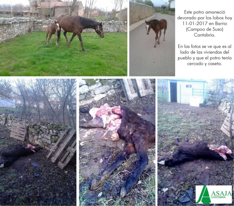 ASAJA Cantabria reclama celeridad en las batidas de lobo que solicitan los ayuntamientos a Medio Rural