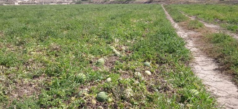 Asaja  Almería estima una reducción superior al 30% en la cosecha de melón y sandía
