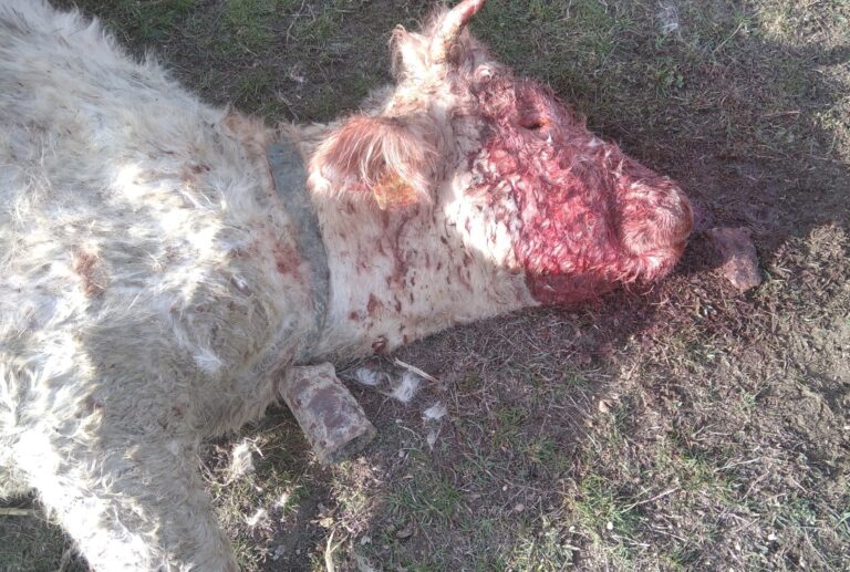 Asaja Valencia AVA reclama medidas urgentes tras tres ataques de buitres a vacas vivas en Castellón