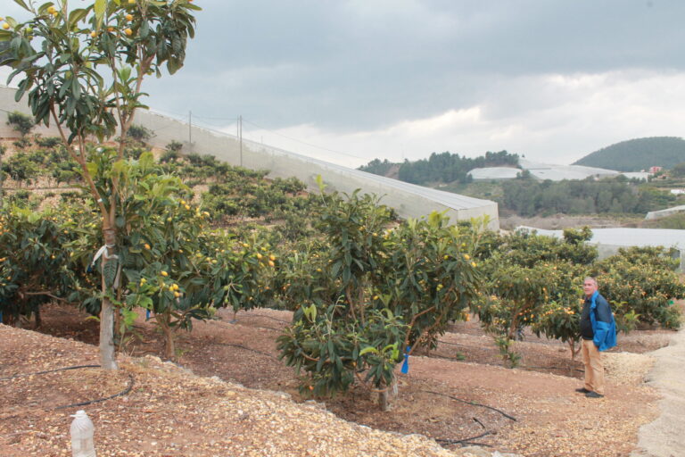 Productores de nísperos y cerezas de Alicante alertan de la falta de mano de obra para la presente campaña por ausencia de temporeros