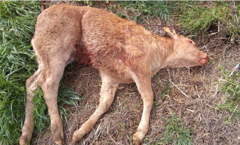 Los buitres dejan una ternera muerta en La Mata de Ledesma