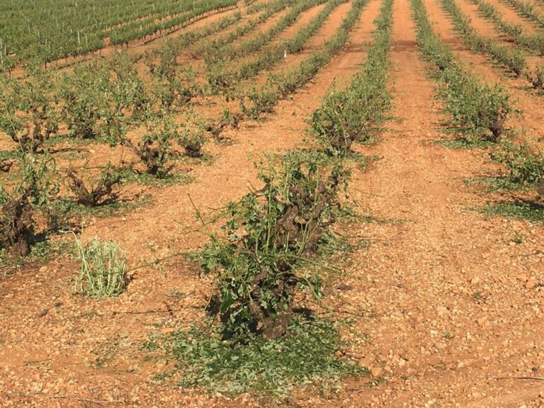 Asaja Albacete,  señala que las fuertes tormentas de agua y piedra producen graves daños en varios municipios de la provincia
