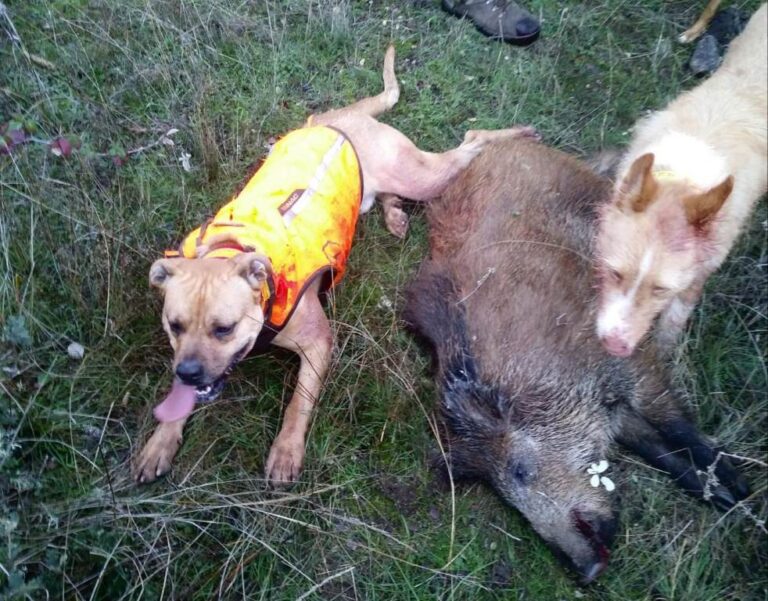 Asaja Salamanca aplaude la decisión del Supremo a favor de la caza en la Comunidad