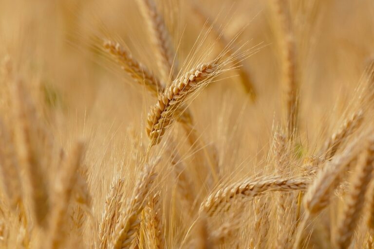 La cosecha de cereales de invierno sufrirá un significativo recorte y no llegará a los 15,5 millones de toneladas