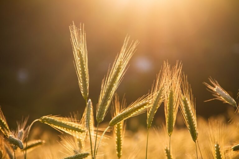 La cosecha de cereales de invierno sufrirá un drástico recorte y apenas superará los 5 millones de toneladas