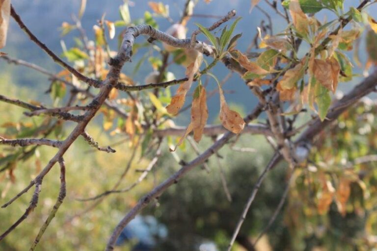 ASAJA Alicante considera que el arranque indiscriminado y la destrucción de la zona agrícola y forestal es un error y aboga por un plan de contención para la Xylella Fastidiosa