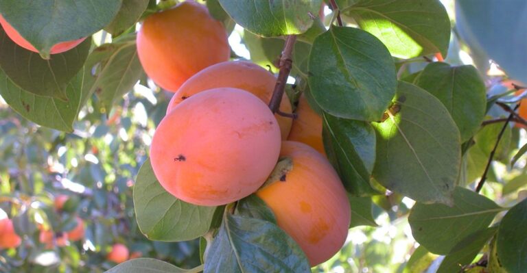 AVA-ASAJA estima que la producción valenciana de caqui descenderá un 35% por el pedrisco y heladas