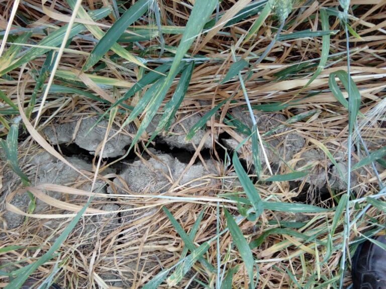 Asaja Córdoba pide autorización para alimentar al ganado ecológico con materias primas convencionales por la sequía