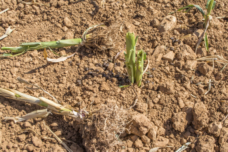AVA-ASAJA reclama a la administración soluciones ante los daños de la fauna salvaje que arrasan diez hectáreas de herbáceos a la semana en Aras de los Olmos