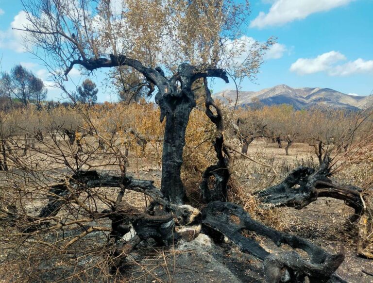 ASAJA Alicante solicita una “renta agraria” para agricultores y ganaderos damnificados por el incendio
