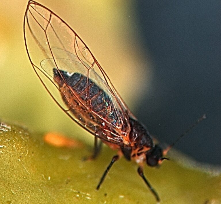 AVA-ASAJA exige medidas drásticas ante la llegada del vector Trioza erytreae del HLB al Algarve portugués