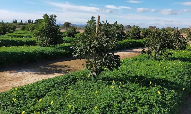 Un proyecto valenciano investigará el manejo de una fertilización más ecoeficiente del aguacate