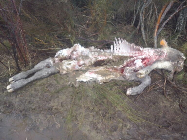 ASAJA Ávila denuncia un nuevo ataque de lobos a la cabaña abulense
