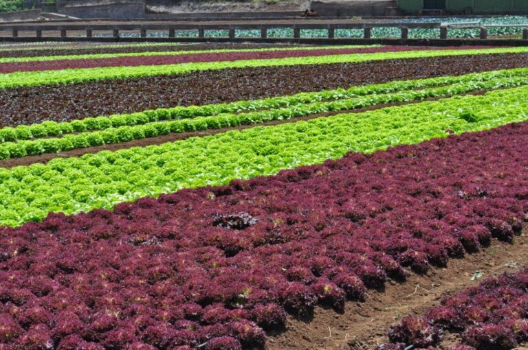 Asaga Canarias alerta de la pérdida de cerca de 2.200 hectáreas de superficie agrícola en Las Islas  entre 2010 y 2021