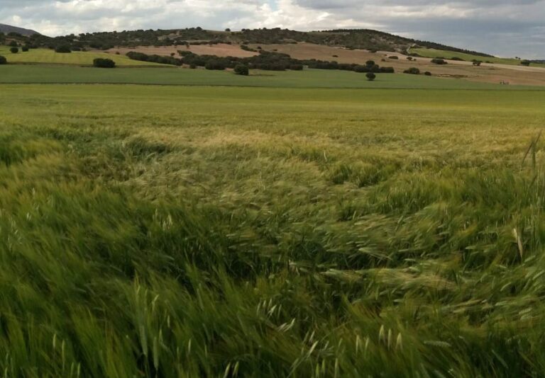 La superficie de cultivo en España se mantuvo estable en 2022, por encima de 16,8 millones de hectáreas