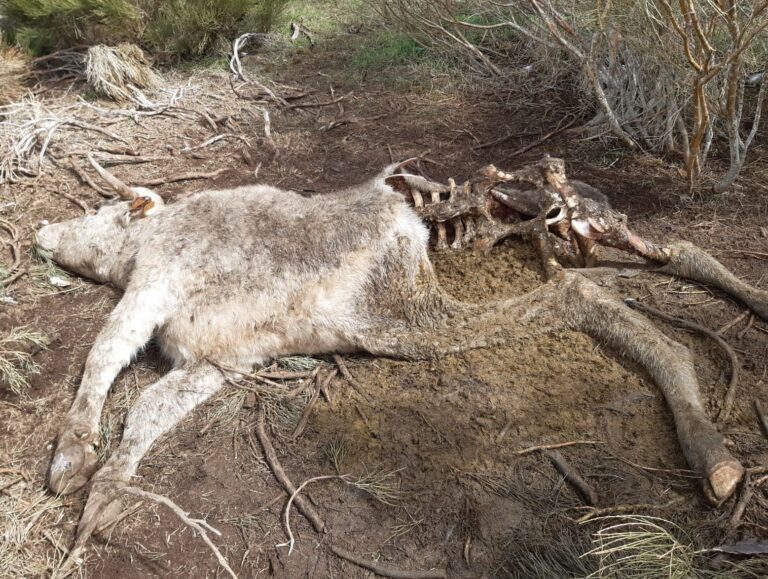 Dos nuevos ataques de lobo en San Martín de la Vega del Alberche