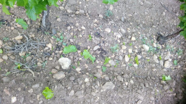 El pedrisco causa daños en 7.000 hectáreas de cultivo en Utiel-Requena, Rincón de Ademuz y Valle de Ayora