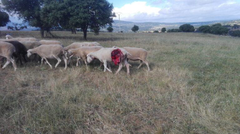 ASAJA Salamanca alerta de los incesantes ataques de lobo