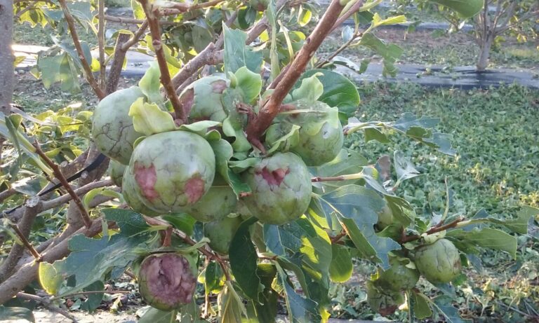 Una tormenta de pedrisco causa graves daños en 11.000 hectáreas de cítricos y caqui en La Ribera con unas pérdidas estimadas en 47 millones