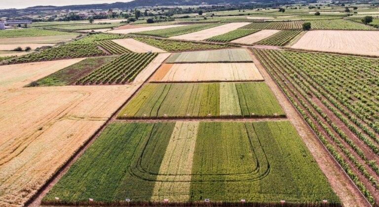 Asaja presenta un video para mostrar a los cerealistas riojanos cómo se comportan las nuevas variedades de cereal en la Rioja
