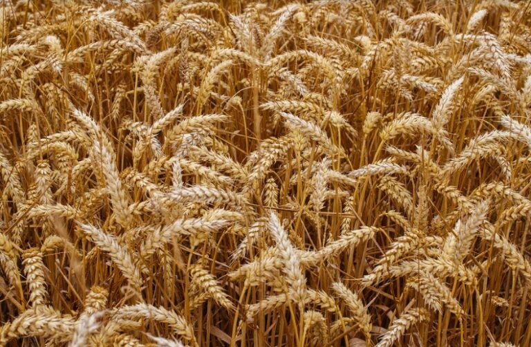 Asaja Palencia teme que el bajo precio de los cereales frustre la rentabilidad de la cosecha de 2024