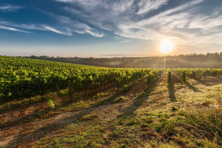 Nuevos 14 viñedos reconocidos en la Denominación de Origen Calificada Rioja