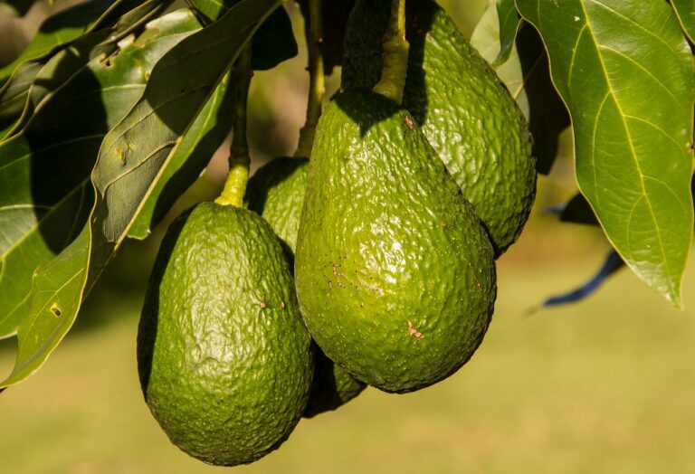 La campaña del aguacate valenciano acaba con un 50% más de producción y precios dignos