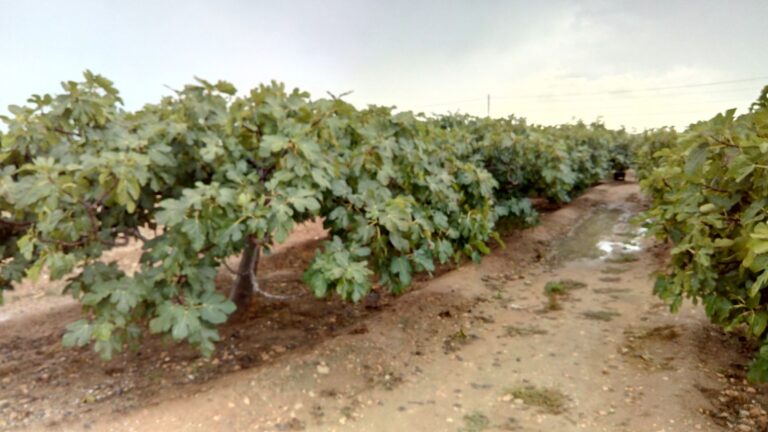 La Dana / gota fría beneficia a todo el campo, pero provoca granizadas en Rafal, Callosa del Segura y Orihuela