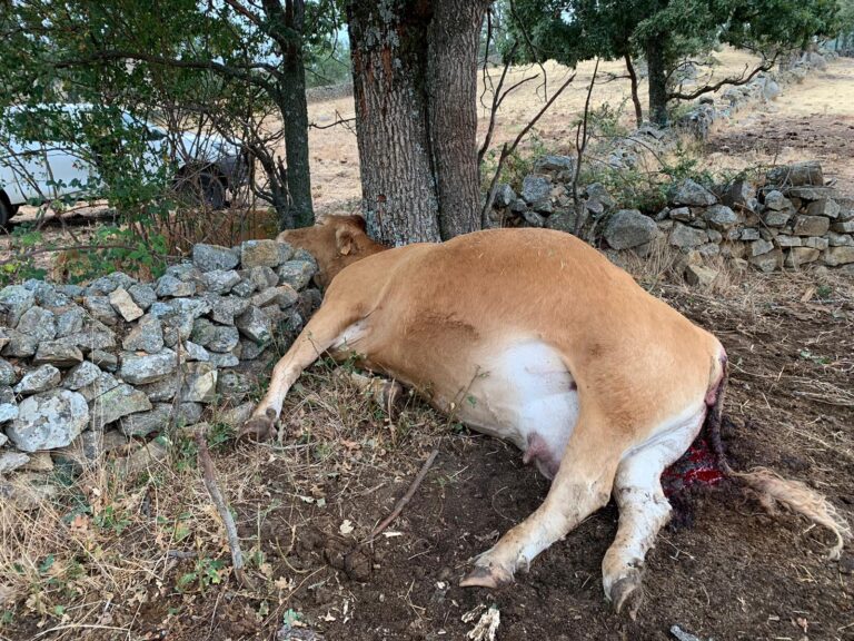 ÁVILA Varias cabezas de ganado en la provincia mueren a consecuencia de la caída de rayos