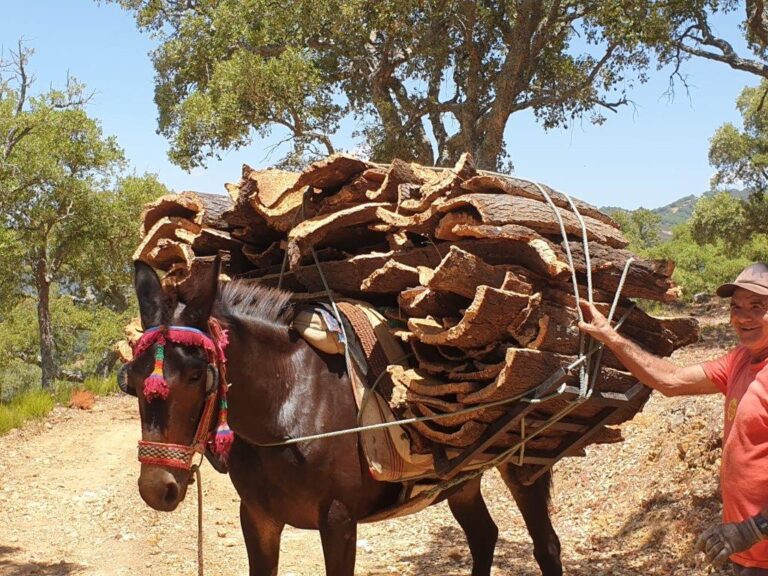 Finaliza la «saca del corcho» en la Serranía de Ronda con un descenso en la producción debido a la falta de lluvias