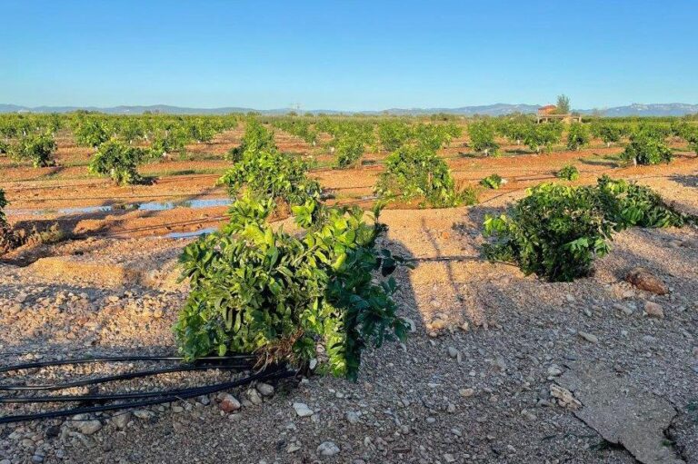 La DANA destroza infraestructuras agrarias, cultivos y maquinaria en el norte de Castellón