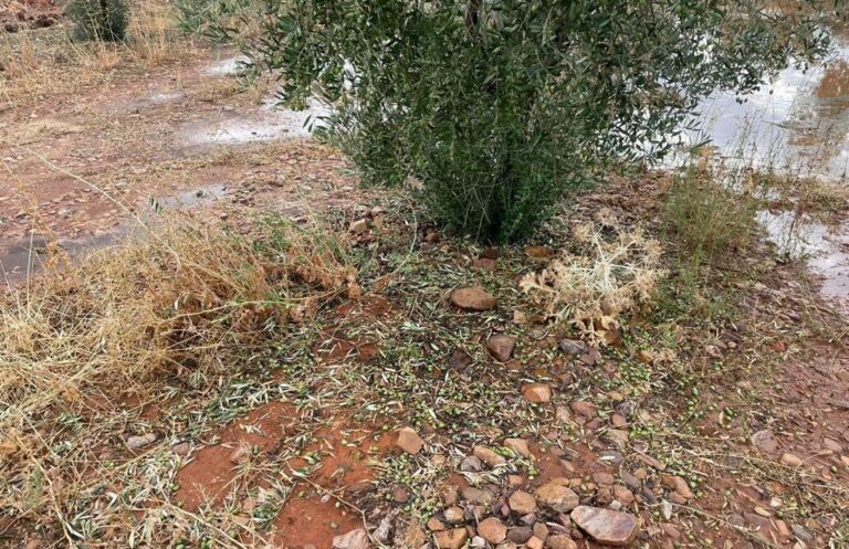 La Dana ocasiona importantes daños en el olivar y en plantaciones hortícolas de la provincia de Toledo