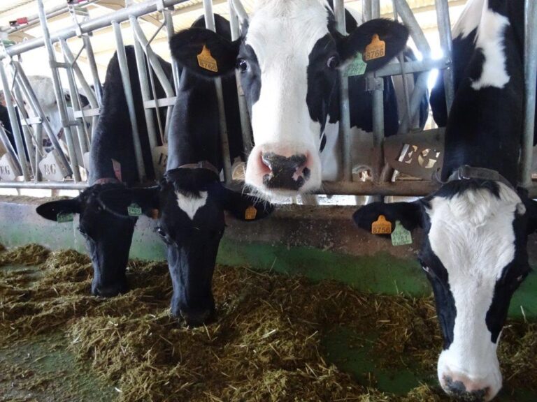 ASAJA Cantabria, UAGN y ENBA Euskadi exigen a MERCADONA un ejercicio de responsabilidad para con el sector lácteo y acabar así con la asfixia que vive el sector ganadero