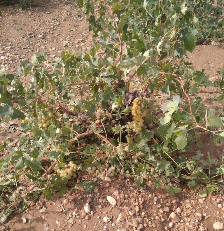 Las fuertes tormentas de granizo arrasan el campo en la provincia de Toledo
