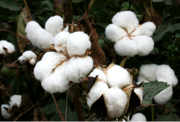 Comienza la campaña de algodón con reducción en la producción del 30% y precios bajos