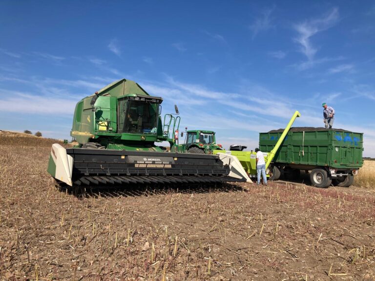 Asaja Cuenca rechaza la actitud hacia los agricultores de las empresas que compran el girasol