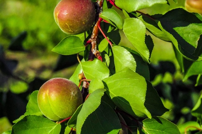 Asaja Rioja rechaza la propuesta de Agroseguro de incrementar las tasas del seguro de la fruta