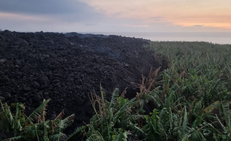 El Gobierno flexibilizará la norma de comercialización de los plátanos de La Palma afectados por las cenizas y aptos para su consumo