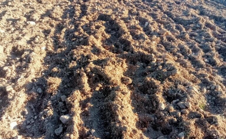 Los jabalíes agravan los daños agrarios al comerse las semillas de cereales bajo tierra