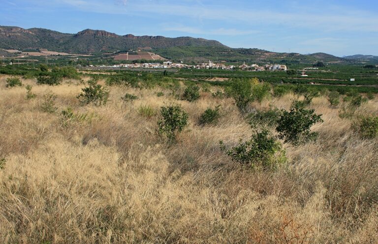 AVA-ASAJA urge medidas ante el descenso de 1.952 hectáreas de cultivo de la CV en 2023