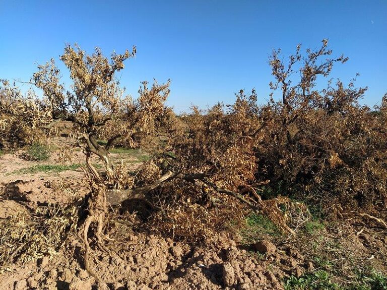 La C. Valenciana aumenta un 3,9% las tierras agrarias abandonadas y pulveriza su récord con 171.386 hectáreas