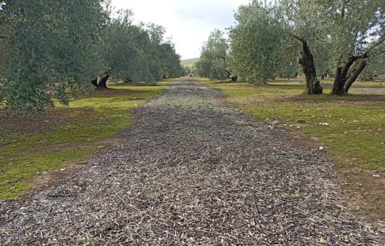 Asaja Córdoba pide que el olivar de la provincia no se incluya como Patrimonio Mundial