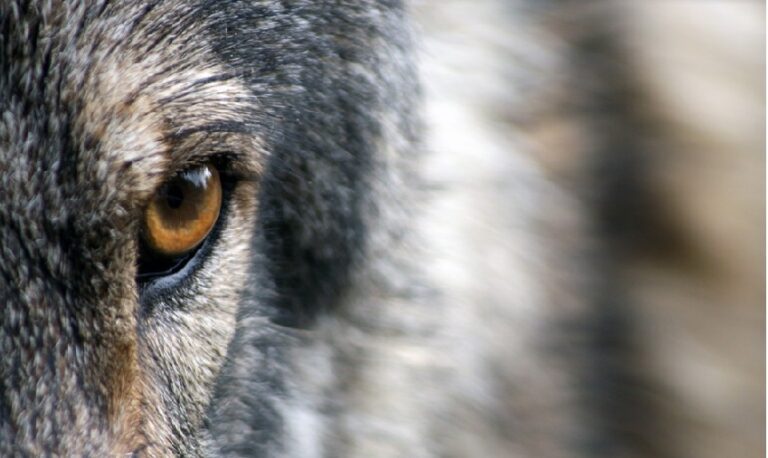 Comunidades Autónomas y organizaciones agrarias impulsan una iniciativa común para pedir la retirada de la inminente orden del lobo